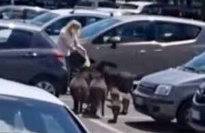 Le Rughe - Cinghiali rubano la spesa