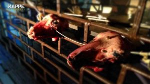 Mafia viterbese - Teste mozzate di animali usate per intimidire le vittime