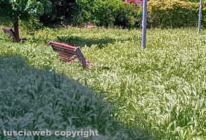 Erba alta in via Ioppi