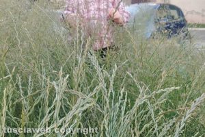 Viterbo - Erba alta a piazza della Rocca