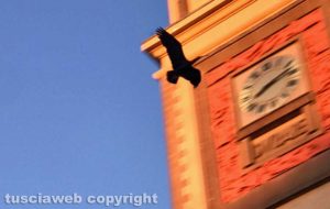Viterbo - Un Ibis Eremita volteggià sul centro storico