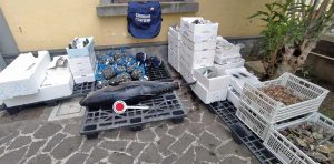 Sorrento - I prodotti ittici sequestrati