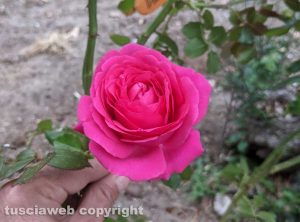Una rosa