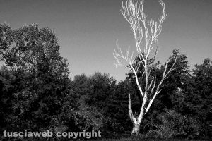 Soriano nel Cimino - Un albero