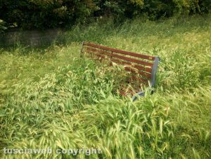 Viterbo - Erba alta allo spazio verde di via Ioppi