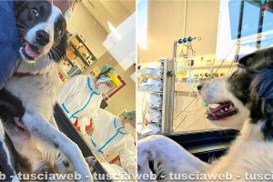 Belcolle - Il cane Chicca saluta il suo padrone ricoverato dal vetro della terapia intensiva