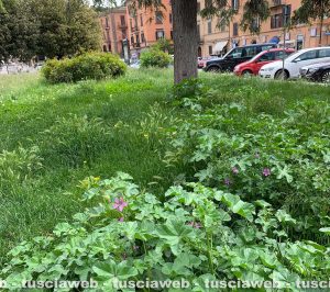 Viterbo - Erba alta a piazza della Rocca