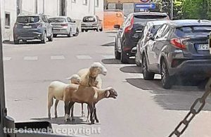Viterbo - Pecora e agnelli a spasso per la città