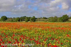 Tuscania - Papaveri