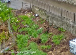 Cinghiali in un orto a Valentano