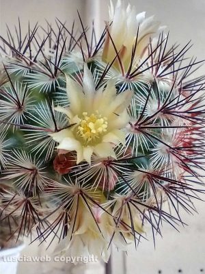 Fiore di pianta grassa Mammillaria Microhella