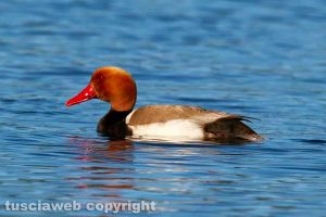 I colori del lago di Bolsena