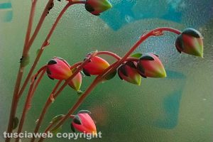 Fiori di pianta grassa Echeveria