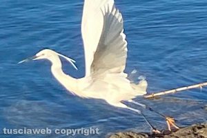 Un volatile mentre spicca il volo