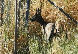 Civitavecchia - Capriolo in un giardino privato