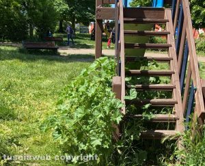 Viterbo - Giungla ai giardini del Carmine