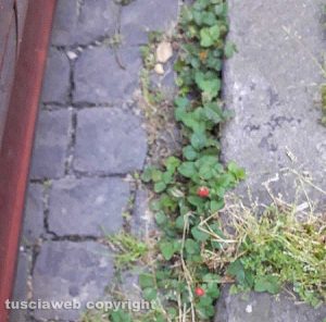 Viterbo - Vegetazione in via Lorenzo da Viterbo