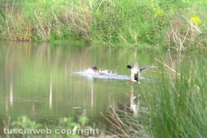 I germani del lago di Vico