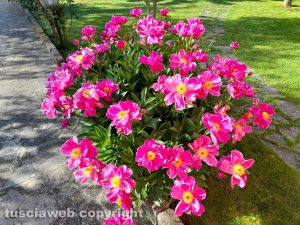 La peonia fiorita