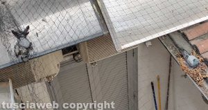 Viterbo - Carcassa di piccione nel richiastro