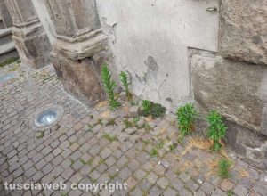 Viterbo - Erba a piazza del Comune