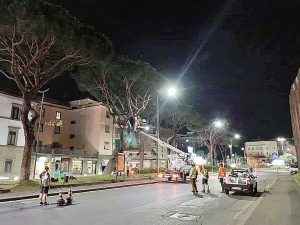 Viterbo - Piazzale Gramsci - La verifica ai pini