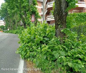 Viterbo - Erbacce nel tratto che va da via della Mazzetta a via Settembrini