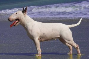 Un Bull Terrier - Foto d'archivio