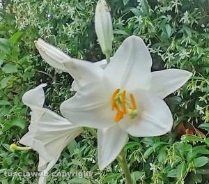 Viterbo - Fiore di Iris