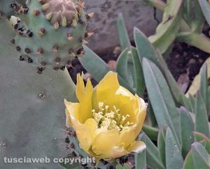 Viterbo - Fiore di fico d'india