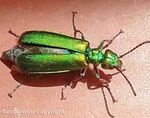 Viterbo - Coleottero