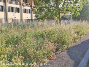 Viterbo - Erba alta in via Vico Squarano