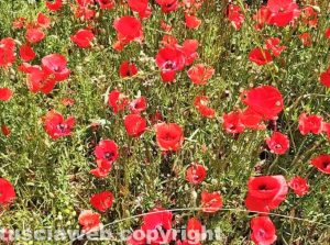 Bolsena - Campo di papaveri al lago