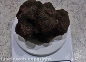 Ischia di Castro - Tarufo scorzone