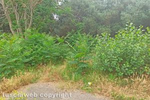 Viterbo - Erba alta in via Tarconte