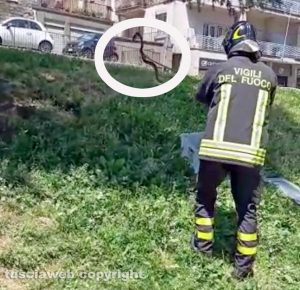 Viterbo - La cattura di un serpente al Sacrario