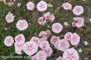 La fioritura delle campanelle di campagna