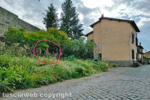 Viterbo - La statua di Padre Pio coperta dall'erba