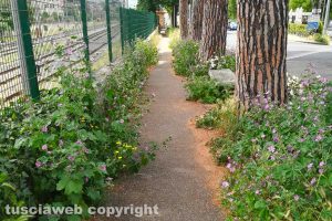 Viterbo - Erba alta alla stazione di Porta Romana