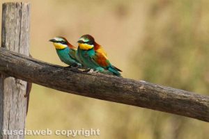 Gruccioni al parco archeologico di Vulci