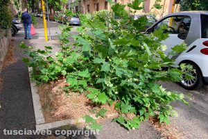 Viterbo - Incuria lungo viale IV Novembre