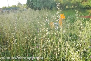 Viterbo - Incuria al parco giochi di Santa Barbara