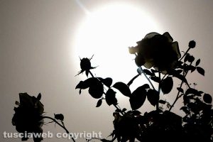 Rose alle prime luci dell'alba