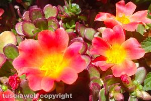 Fiori di portulaca