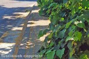 Viterbo - Incuria a Santa Barbara