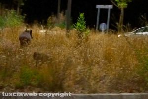 Viterbo - Cinghiali tra via Genova e via Belluno