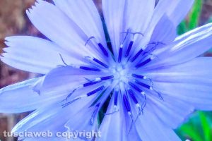 Fiore di cicoria