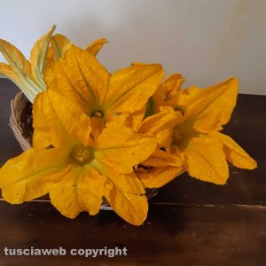 Fiori di zucca