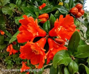 Fiori di melograno