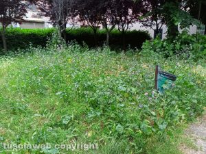 Viterbo - Erbacce al giardino di Viale Bruno Buozzi
